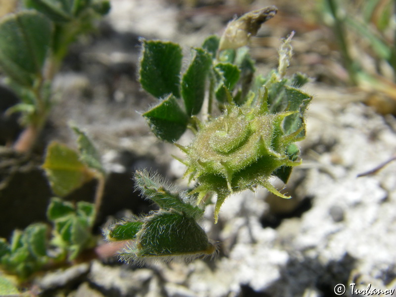 Изображение особи Medicago rigidula.