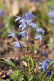 Scilla siberica