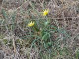 Tragopogon brevirostris