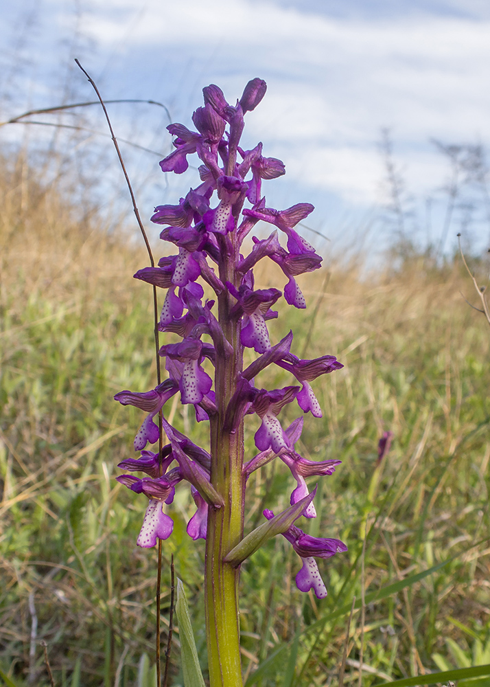 Image of Anacamptis morio ssp. caucasica specimen.