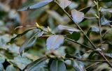 Lauro-cerasus officinalis. Верхушка ветви с нераспустившимися генеративными почками. Краснодарский край, Сочи, Хостинский р-н, ущ. р. Хоста, Тисово-самшитовая роща, смешанный лес. 10.03.2025.