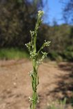 Arabis sagittata