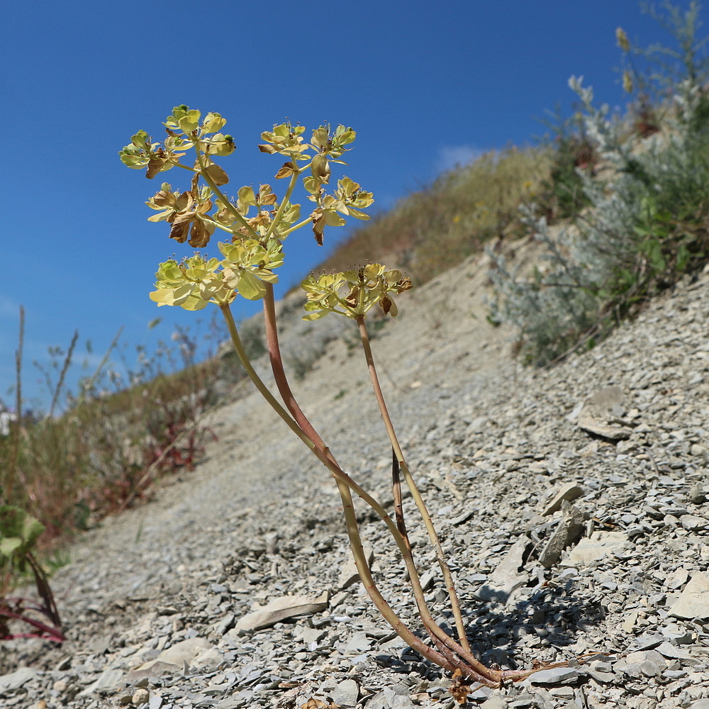Image of Euphorbia helioscopia specimen.