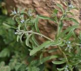 genus Valerianella