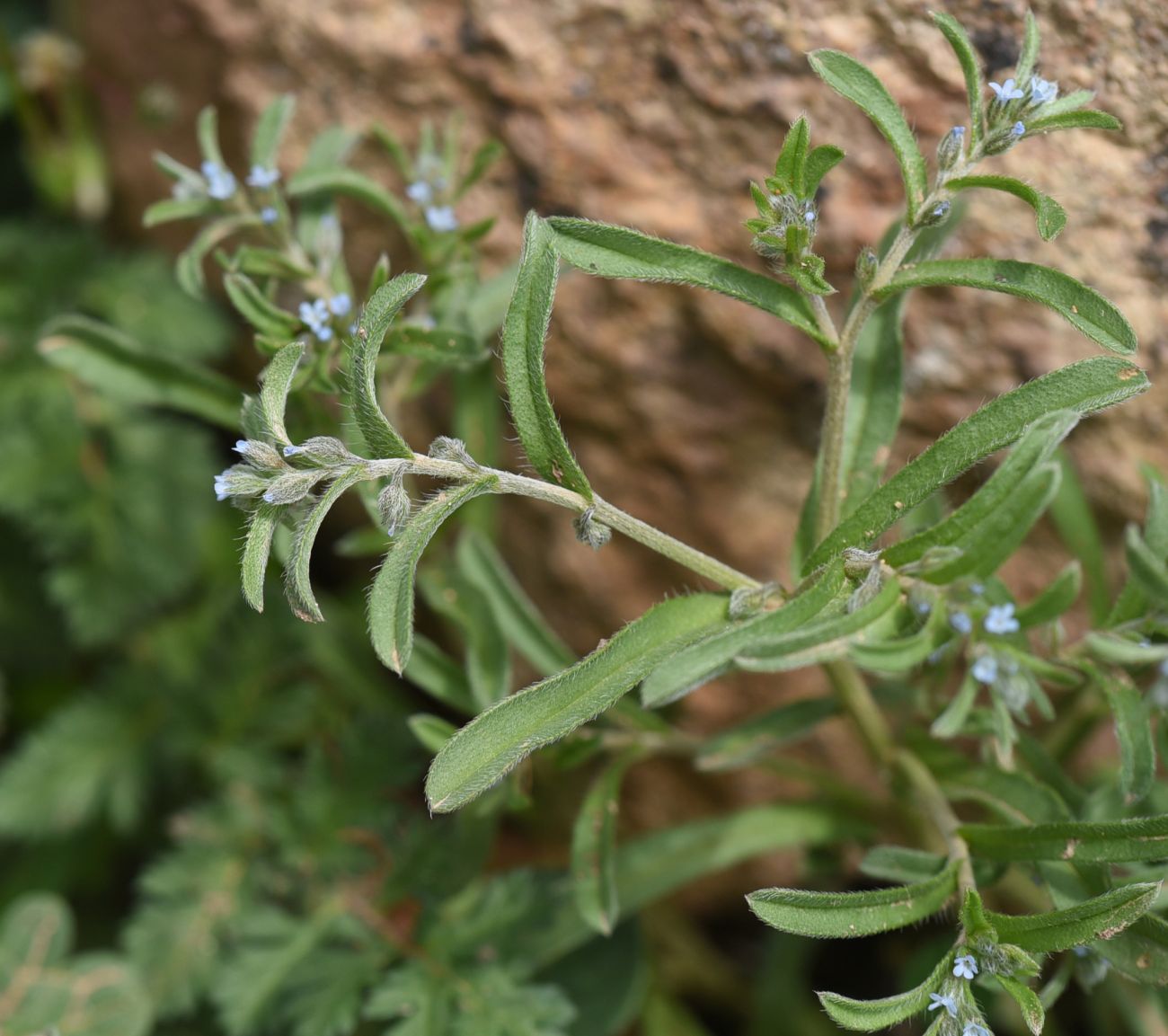 Изображение особи семейство Boraginaceae.
