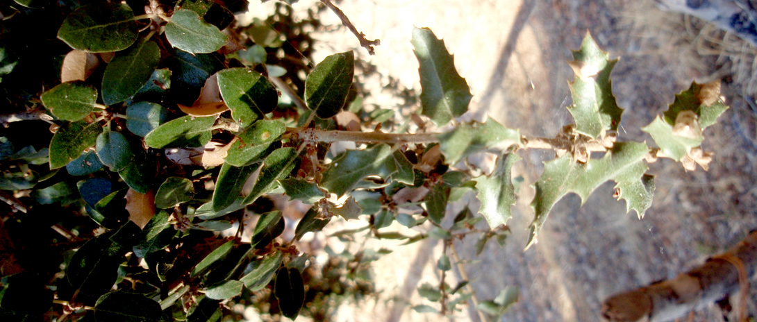 Image of Quercus calliprinos specimen.