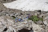 Myosotis alpestris. Цветущие растения в соседстве с бутонизирующим Delphinium caucasicum. Карачаево-Черкесия, Домбай, гора Мусса-Ачитара, ≈ 2950 м н.у.м., каменистый склон у снежника. 18.07.2012.
