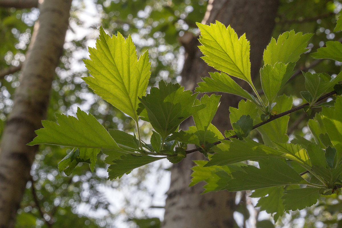 Image of Crataegus submollis specimen.