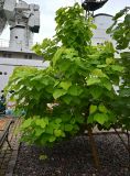 род Catalpa