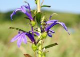 Lobelia sessilifolia. Часть соцветия. Приморский край, ЗАТО Фокино, окр. пос. Путятин; о-в Путятина, восточное побережье, бух. 2я-5я, луг. 14.08.2025.