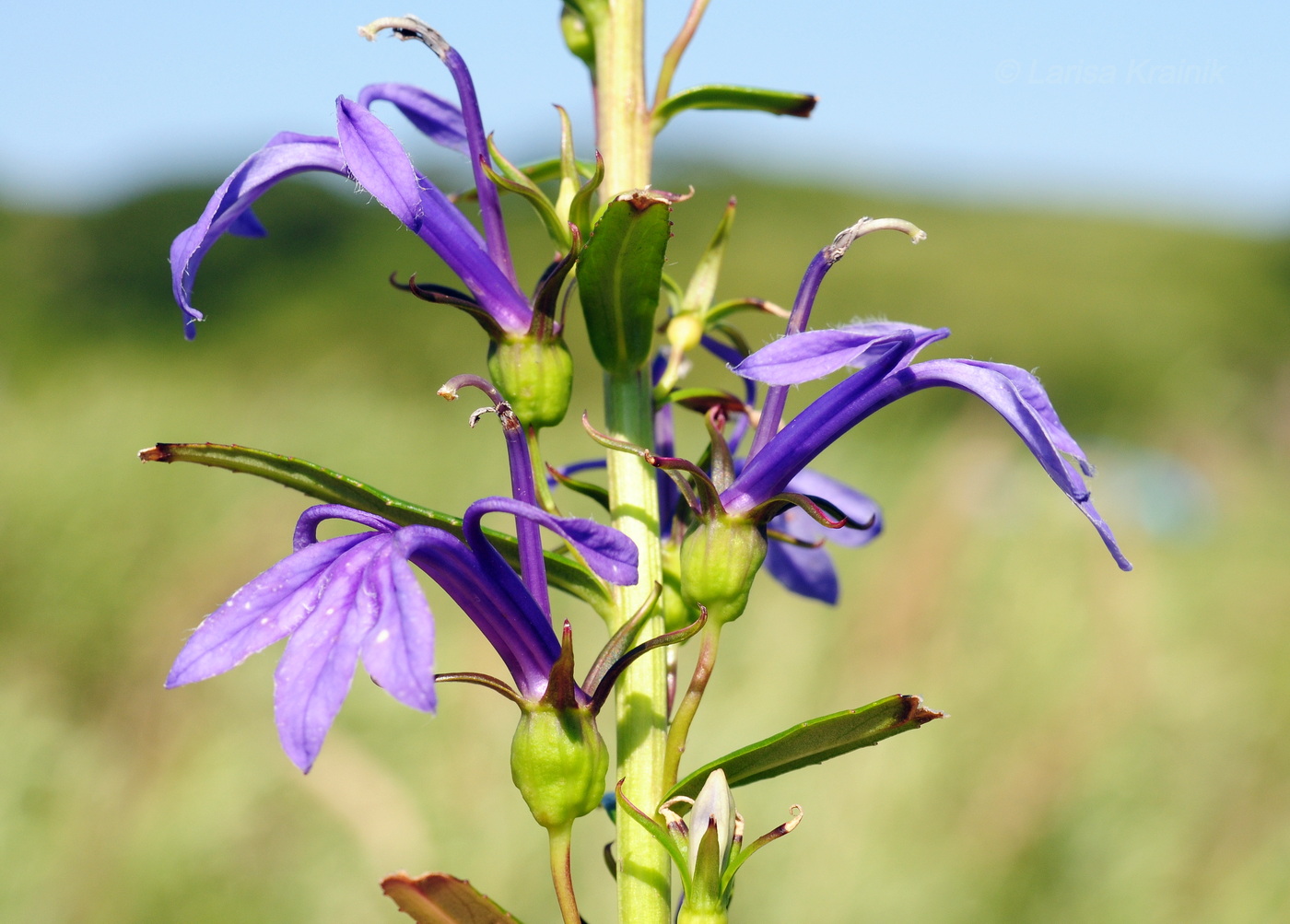Image of Lobelia sessilifolia specimen.