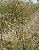 Caragana laeta