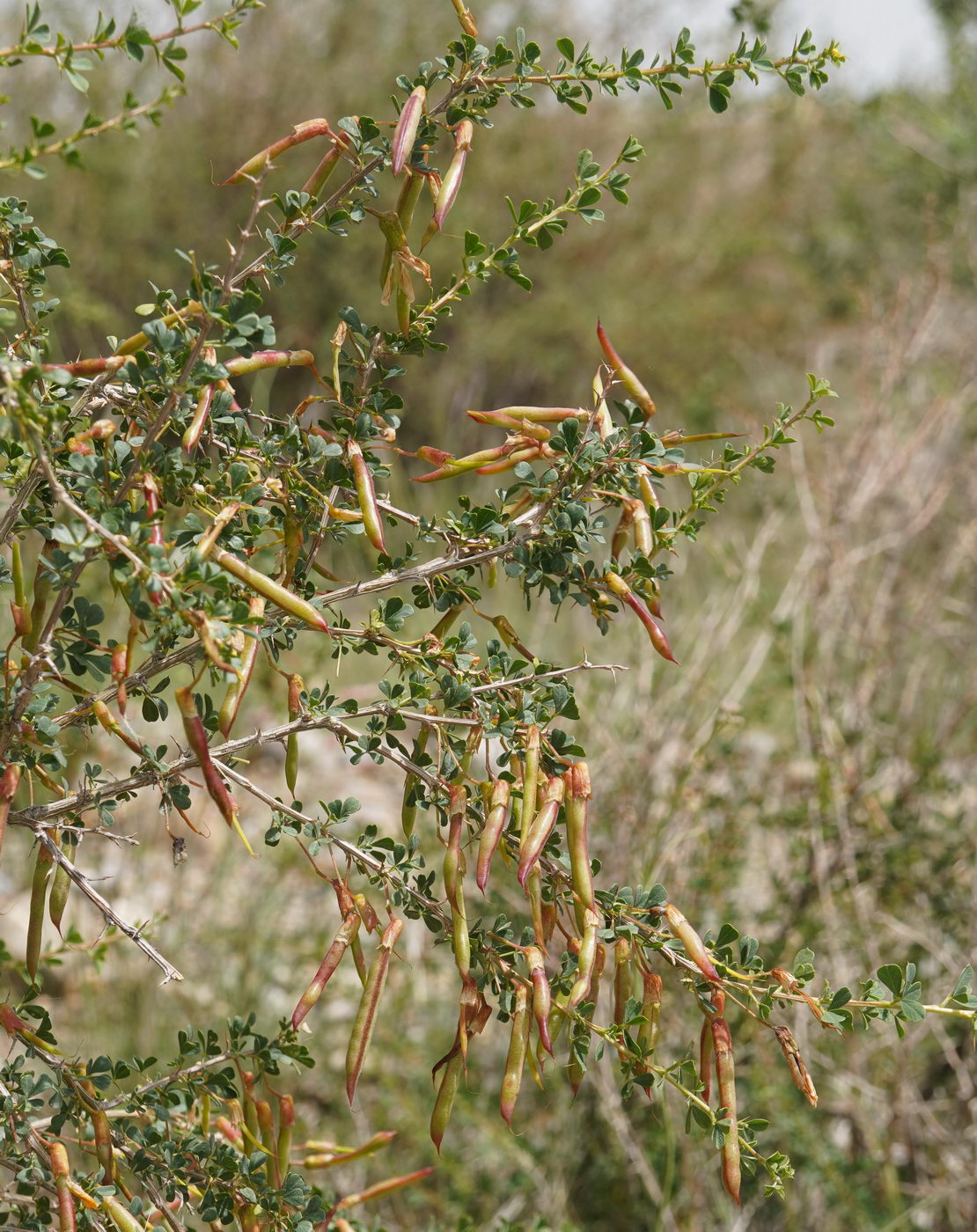 Image of Caragana laeta specimen.