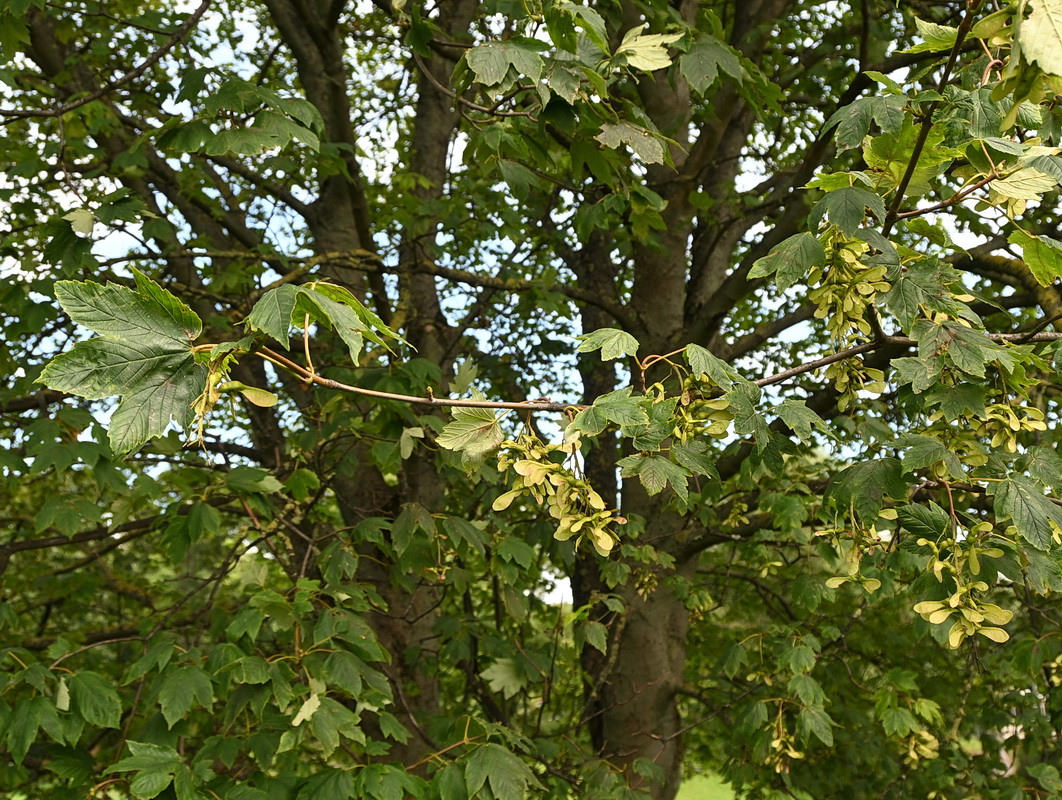 Изображение особи Acer pseudoplatanus.