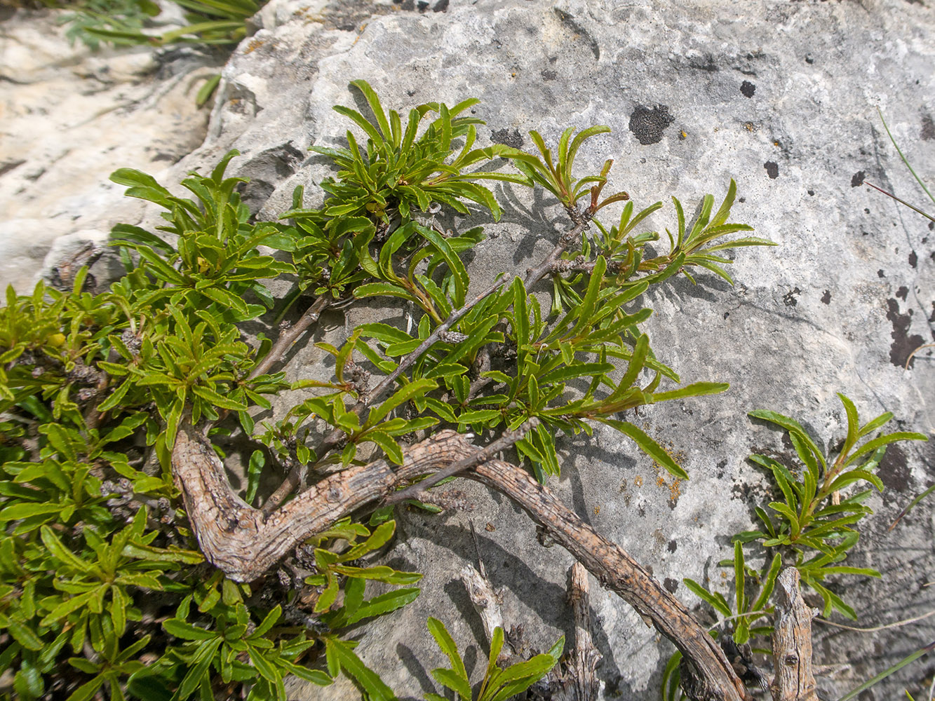 Изображение особи Rhamnus tortuosa.