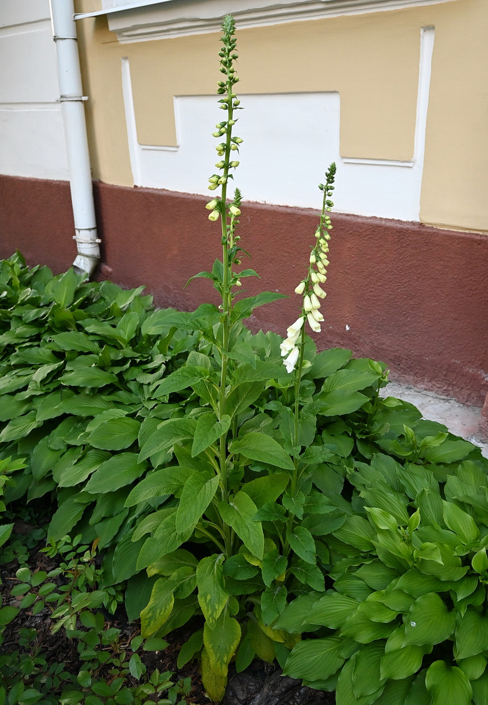 Image of genus Digitalis specimen.