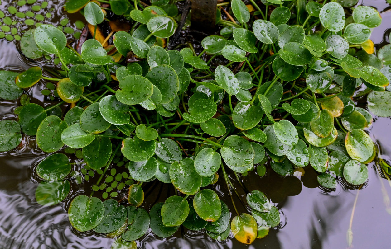 Изображение особи Hydrocleys nymphoides.
