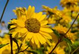 Heliopsis helianthoides. Соцветие. Пермь, Ленинский р-н, городская эспланада. 1 сентября 2024 г.