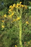 Hieracium umbellatum. Общее соцветие с фасциированным главным побегом. Беларусь, Витебская обл., окр. пос. Езерище, злаково-разнотравный суходольный луг. 09.08.2025.
