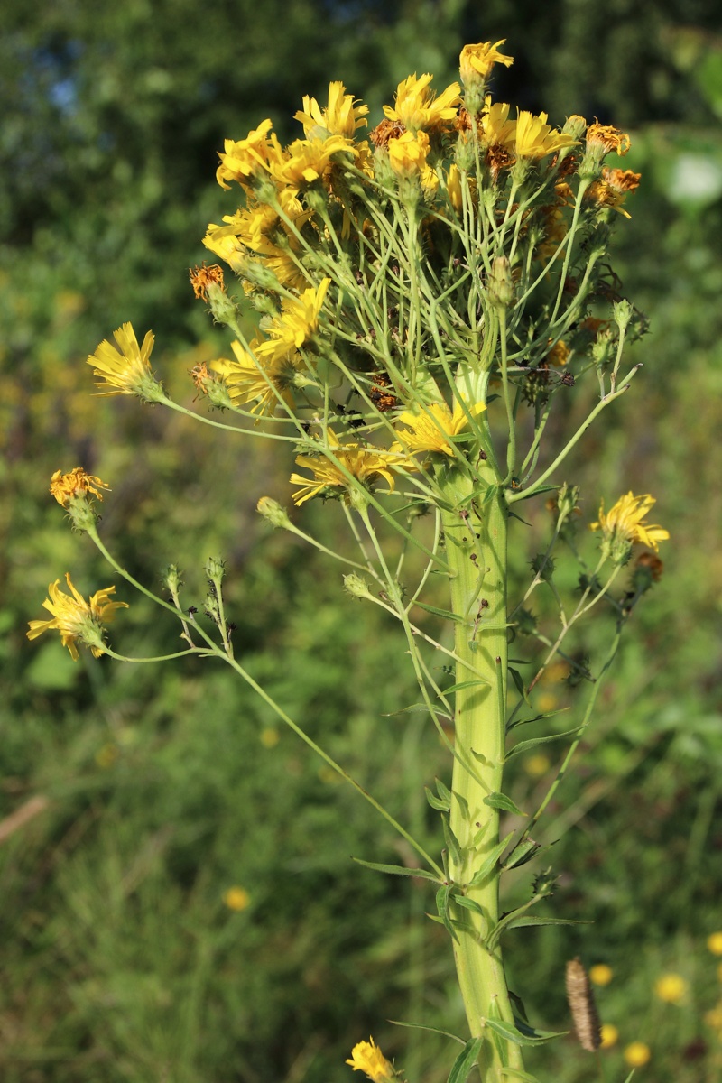 Image of Hieracium umbellatum specimen.
