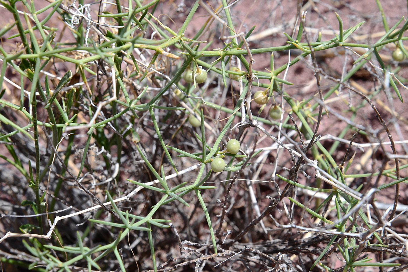 Изображение особи Asparagus breslerianus.