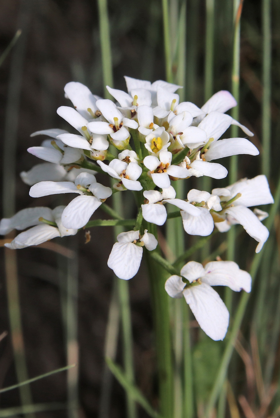Image of Iberis sempervirens specimen.