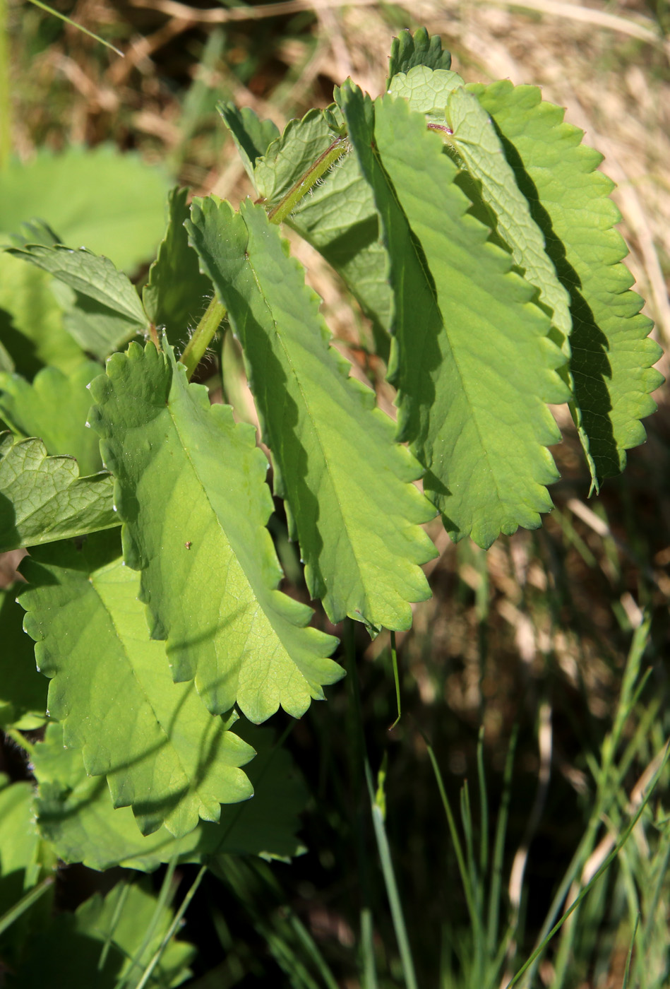 Image of Sanguisorba officinalis specimen.