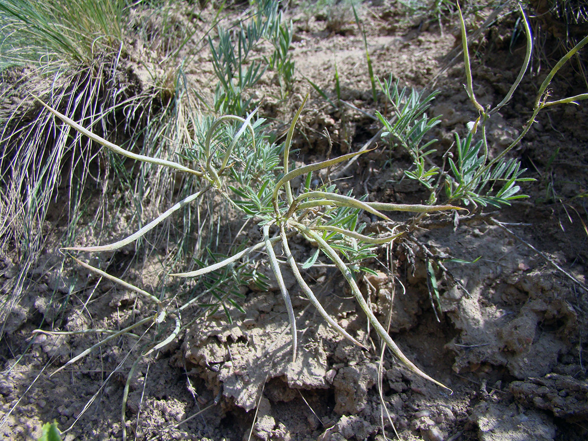 Изображение особи Astragalus ketmentubensis.