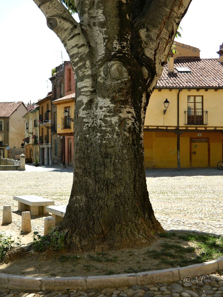 Изображение особи Populus alba.