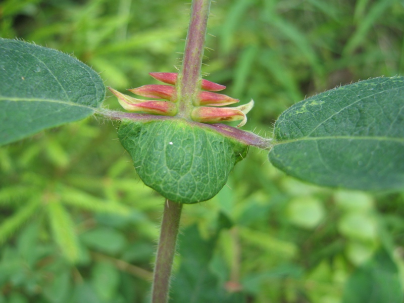Image of Lonicera pallasii specimen.
