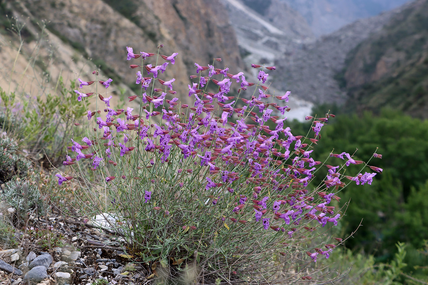Изображение особи Salvia margaritae.