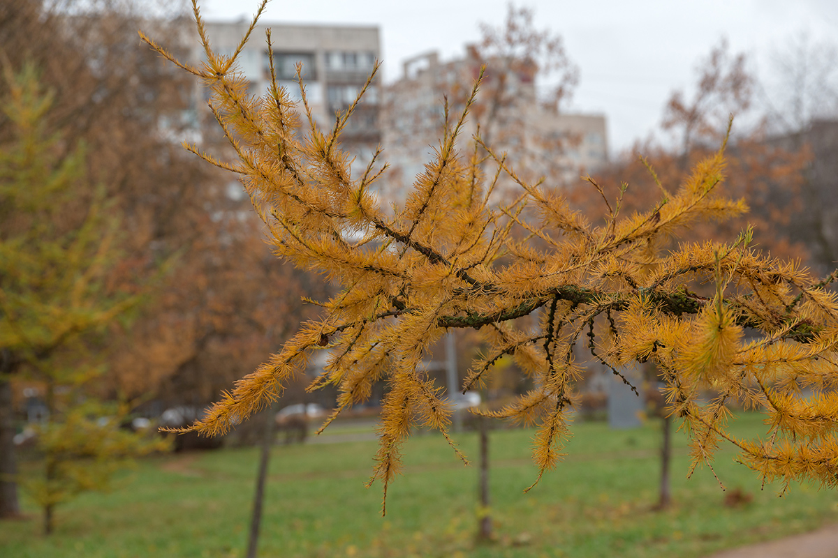 Image of genus Larix specimen.
