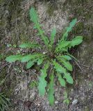 genus Taraxacum. Вегетирующее растение. Абхазия, Гудаутский р-н, окр. с. Лдзаа, крутой слабо задернованный склон вдоль грунтовой дороги. 12.06.2025.