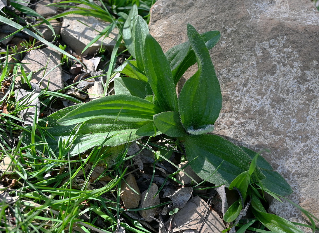 Image of Plantago media specimen.