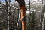 genus Betula. Часть ствола. Адыгея, Кавказский биосферный запов., плато Лагонаки, в 250 м от ретранслятора, роща. 7 мая 2025 г.