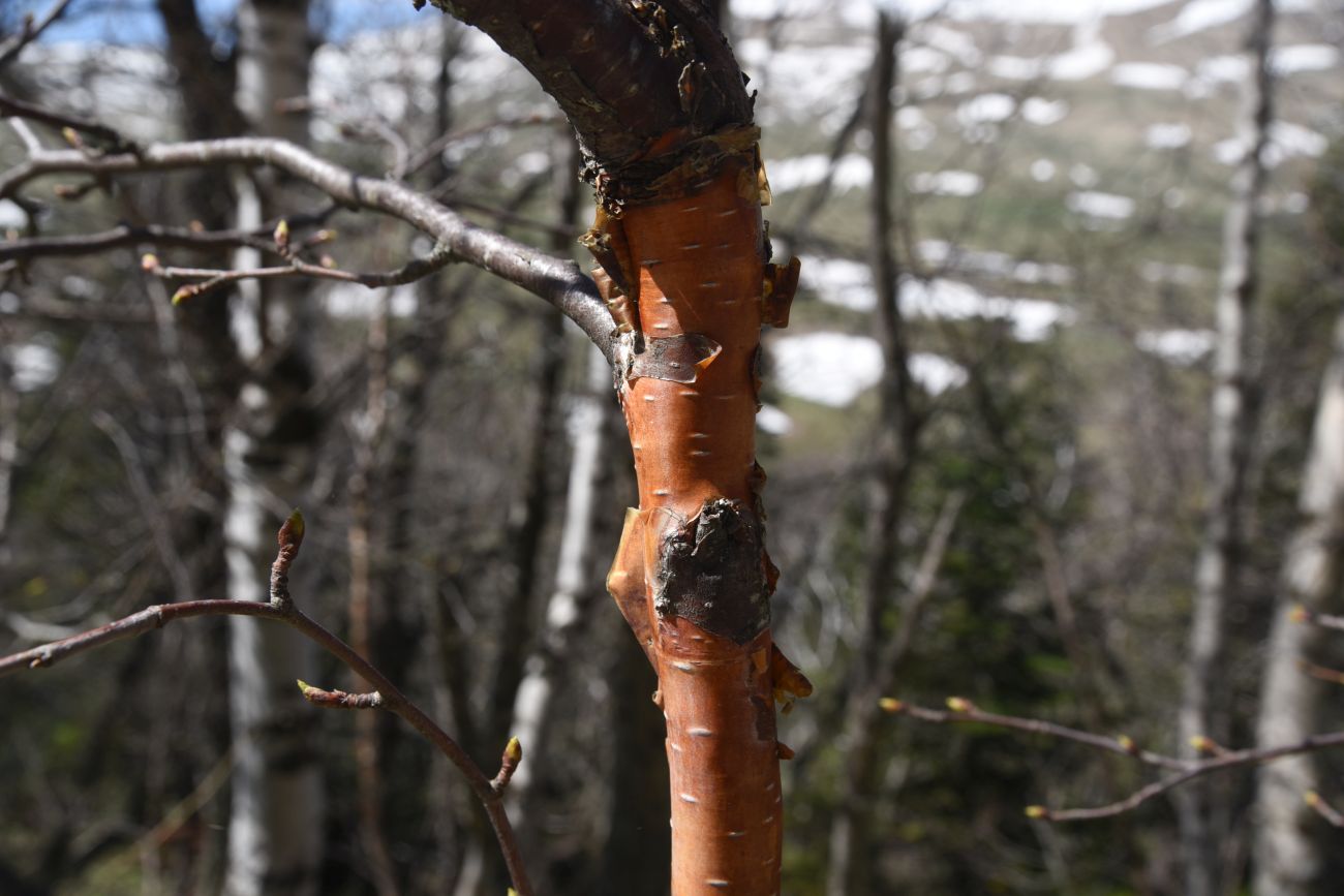 Image of genus Betula specimen.