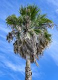 Washingtonia robusta. Крона плодоносящего растения. Португалия, Азорские о-ва, о-в Сан-Мигел, г. Понта-Делгада, в культуре. 11.08.2025.