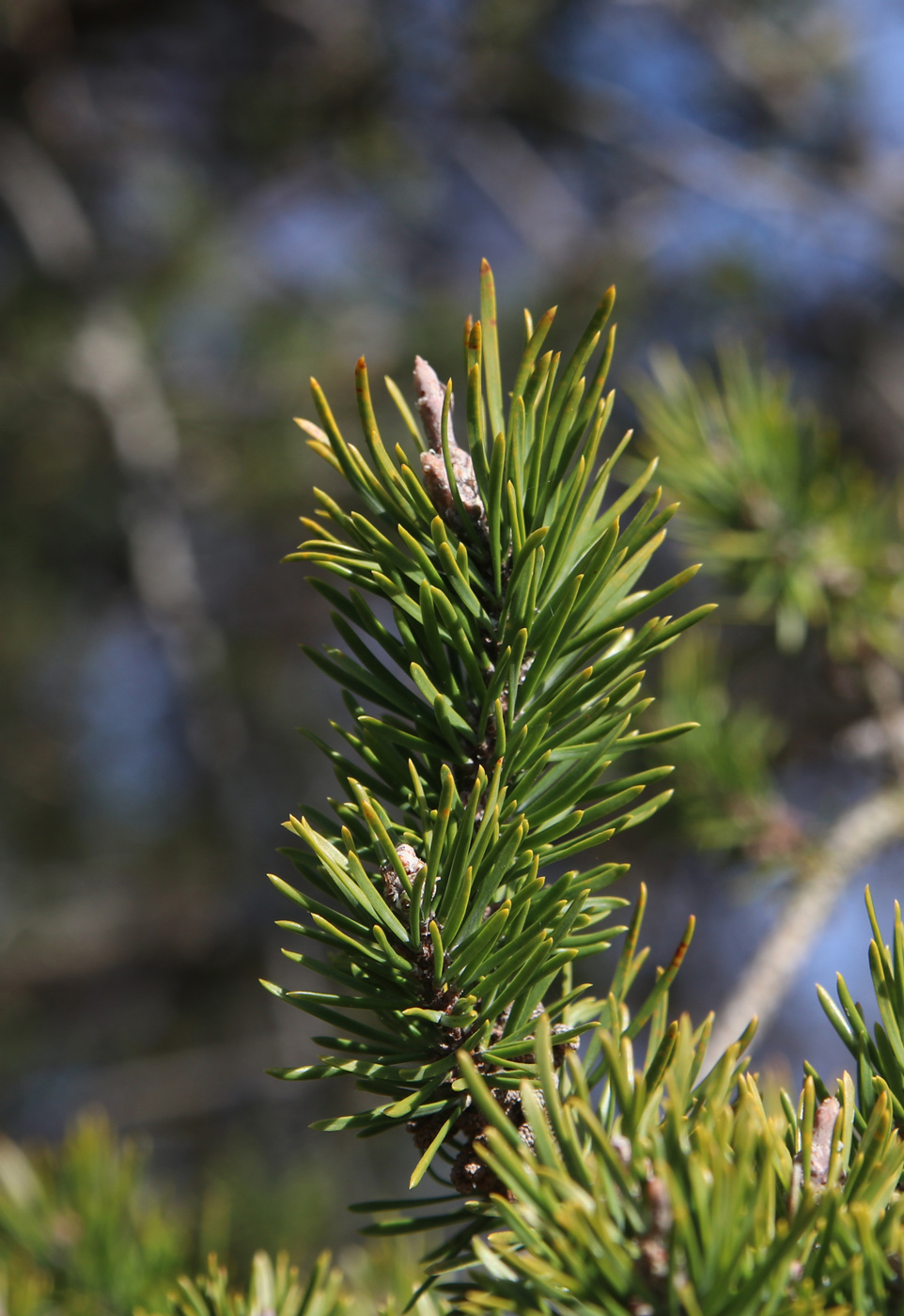 Изображение особи Pinus banksiana.