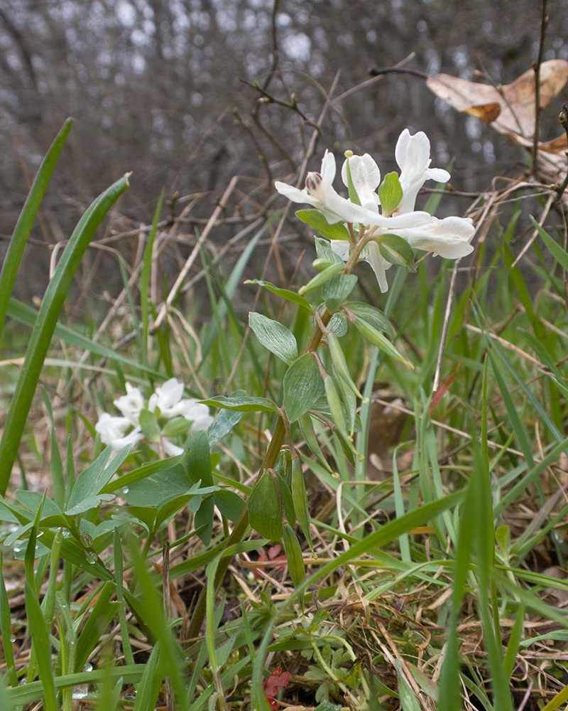 Image of genus Corydalis specimen.