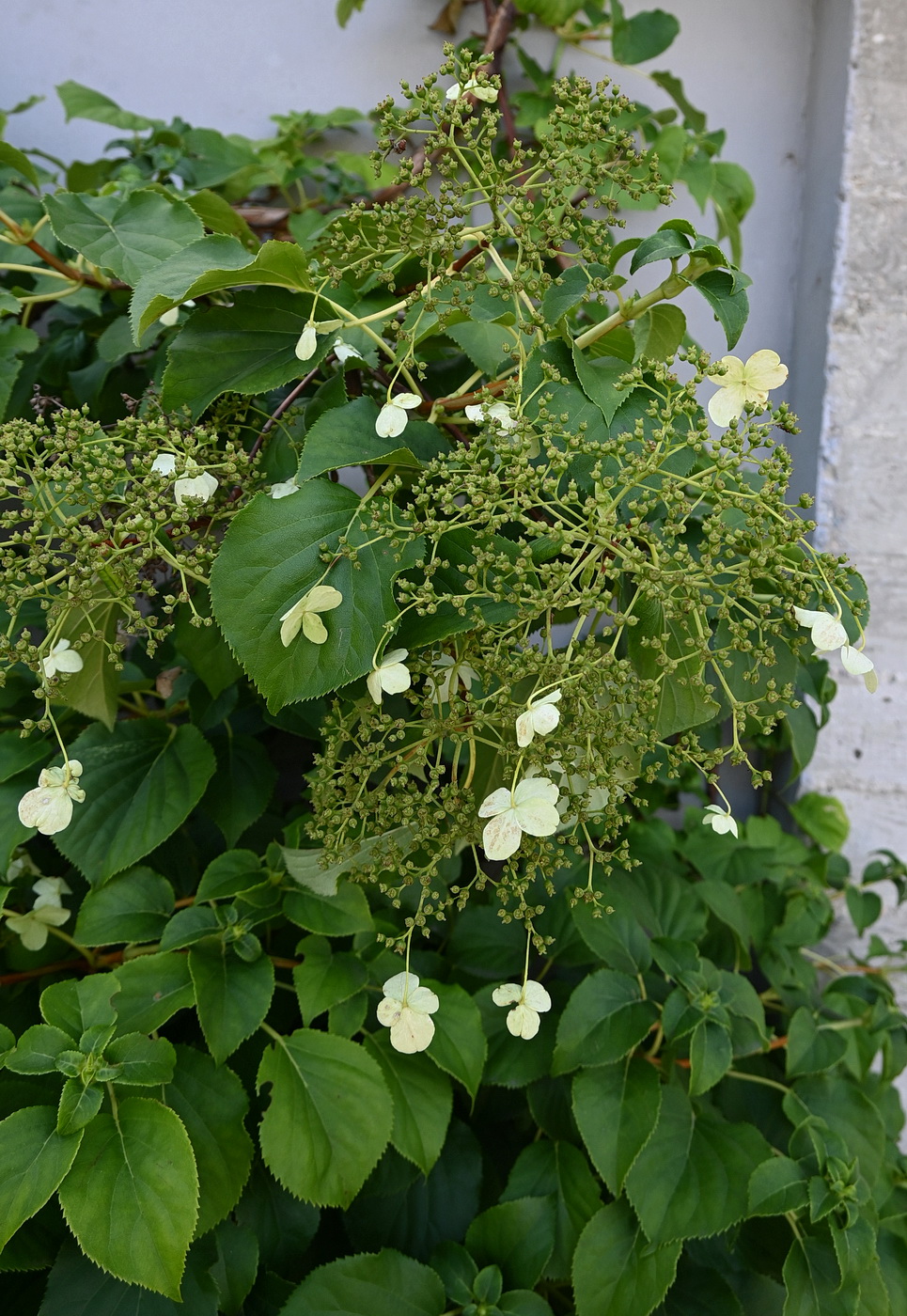 Image of Hydrangea petiolaris specimen.