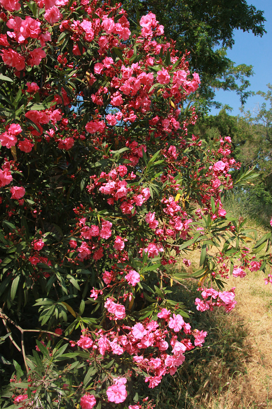 Image of Nerium oleander specimen.