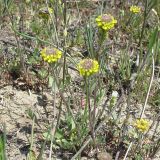 Alyssum variety desertorum