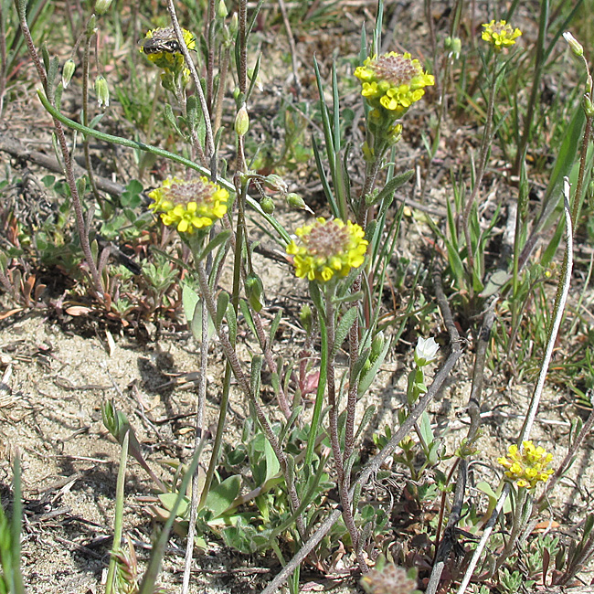 Изображение особи Alyssum turkestanicum var. desertorum.