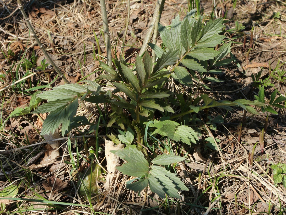 Изображение особи Valeriana officinalis.