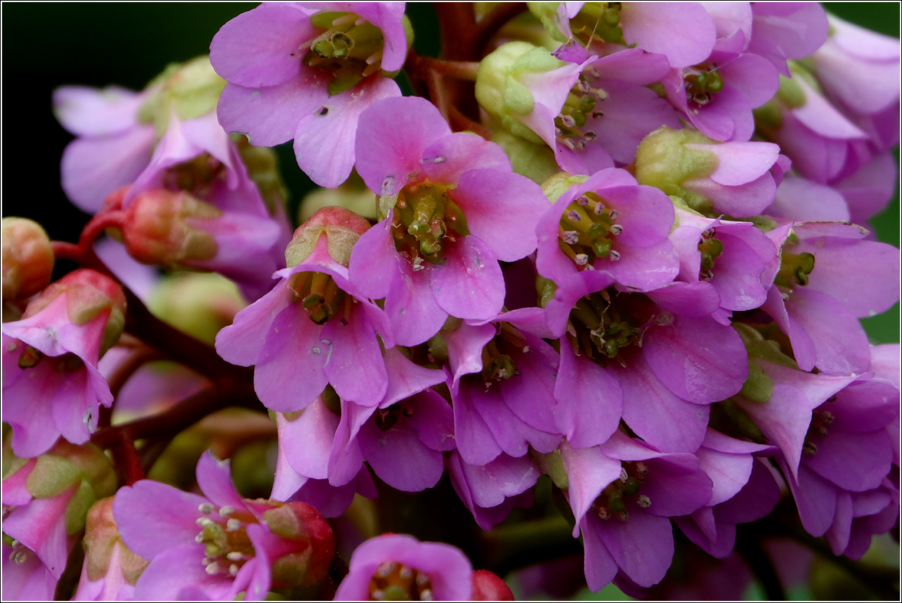 Image of Bergenia crassifolia specimen.