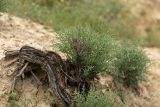 Salsola dendroides
