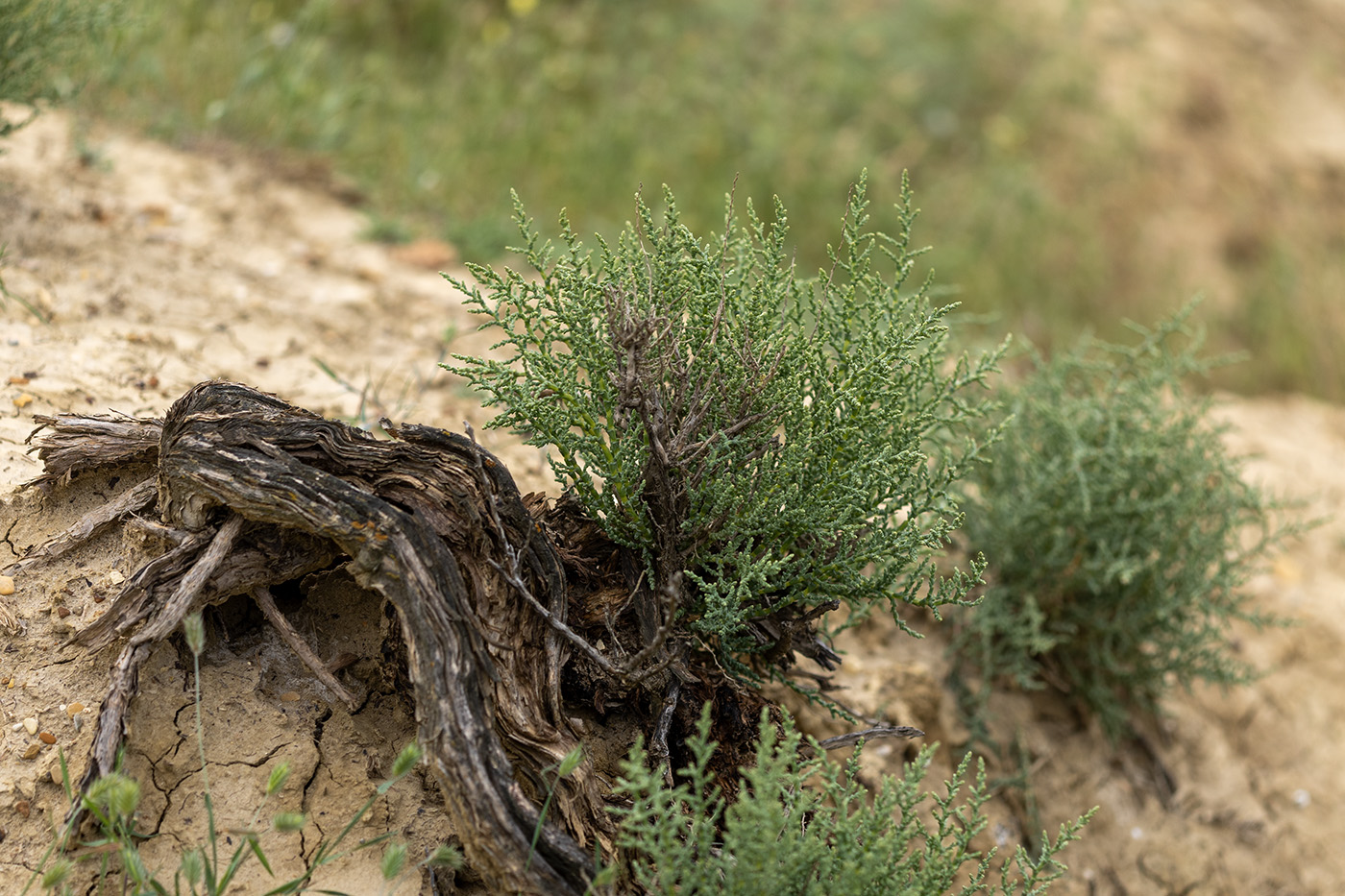 Image of Salsola dendroides specimen.