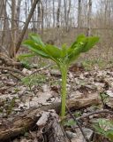Paeonia caucasica. Вегетирующее растение. Краснодарский край, Крымский р-н, окр. станицы Неберджаевская, ур. Темрючки, буково-грабово-дубовый лес. 27.03.2026.