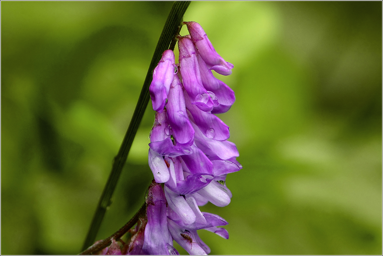 Image of Vicia cracca specimen.