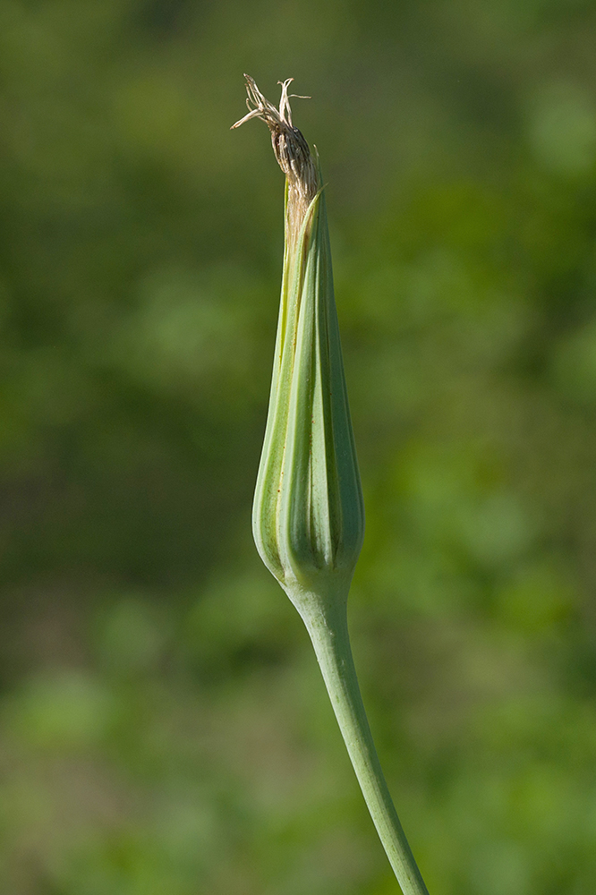 Изображение особи род Tragopogon.